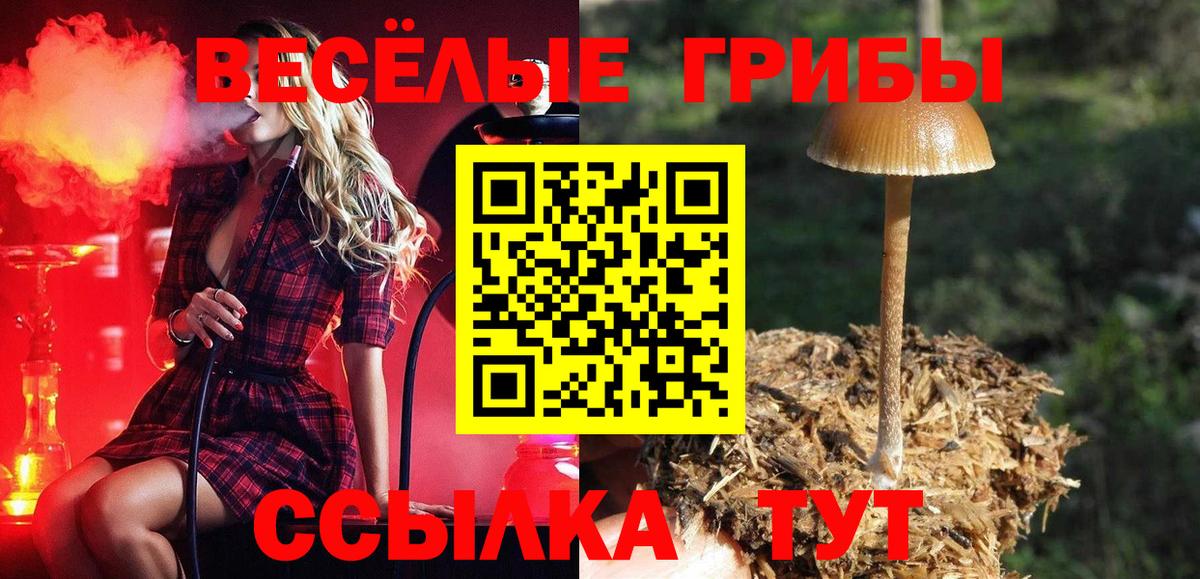 Тамбов  Галлюциногенные грибы прущие грибы  Вход с VPN 